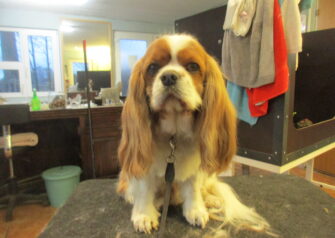 Hundesalon alt for hunden - Din hundesalon i Aalborg