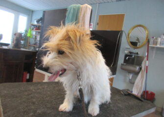Hundesalon alt for hunden - Din hundesalon i Aalborg