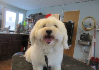Hundesalon alt for hunden - Din hundesalon i Aalborg
