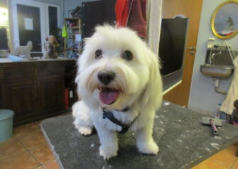 Hundesalon alt for hunden - Din hundesalon i Aalborg
