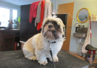 Hundesalon alt for hunden - Din hundesalon i Aalborg