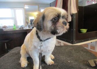 Hundesalon alt for hunden - Din hundesalon i Aalborg