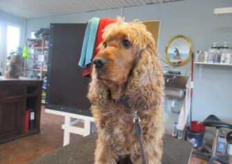 Hundesalon alt for hunden - Din hundesalon i Aalborg
