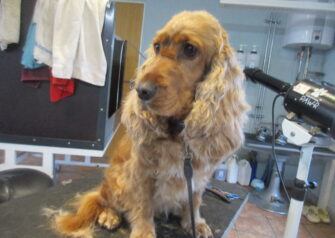 Hundesalon alt for hunden - Din hundesalon i Aalborg