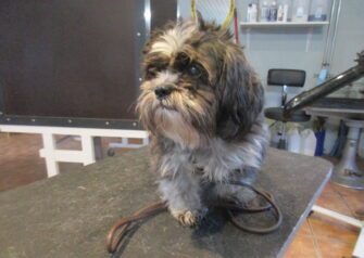 Hundesalon alt for hunden - Din hundesalon i Aalborg