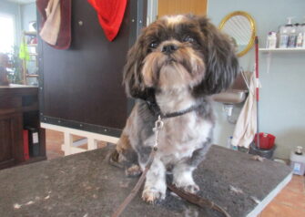 Hundesalon alt for hunden - Din hundesalon i Aalborg