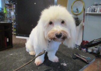 Hundesalon alt for hunden - Din hundesalon i Aalborg
