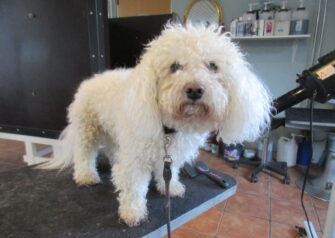 Hundesalon alt for hunden - Din hundesalon i Aalborg
