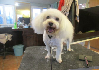 Hundesalon alt for hunden - Din hundesalon i Aalborg