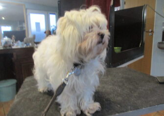 Hundesalon alt for hunden - Din hundesalon i Aalborg