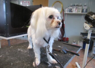 Hundesalon alt for hunden - Din hundesalon i Aalborg