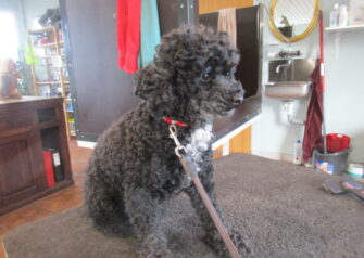 Hundesalon alt for hunden - Din hundesalon i Aalborg