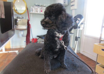 Hundesalon alt for hunden - Din hundesalon i Aalborg