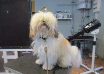 Hundesalon alt for hunden - Din hundesalon i Aalborg