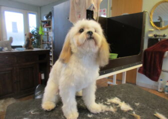 Hundesalon alt for hunden - Din hundesalon i Aalborg