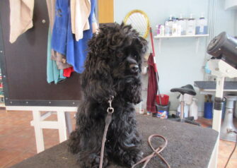 Hundesalon alt for hunden - Din hundesalon i Aalborg
