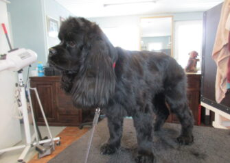 Hundesalon alt for hunden - Din hundesalon i Aalborg