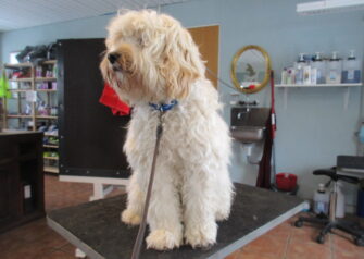 Hundesalon alt for hunden - Din hundesalon i Aalborg