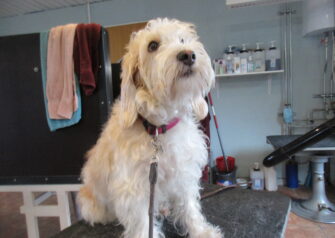 Hundesalon alt for hunden - Din hundesalon i Aalborg