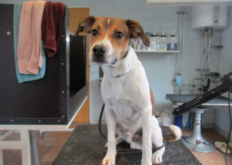 Hundesalon alt for hunden - Din hundesalon i Aalborg