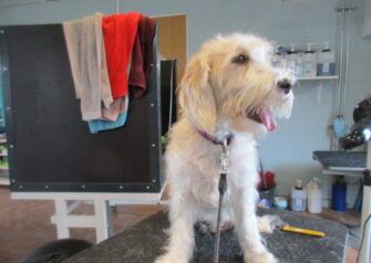 Hundesalon alt for hunden - Din hundesalon i Aalborg