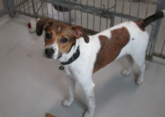 Hundesalon alt for hunden - Din hundesalon i Aalborg