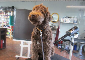 Hundesalon alt for hunden - Din hundesalon i Aalborg