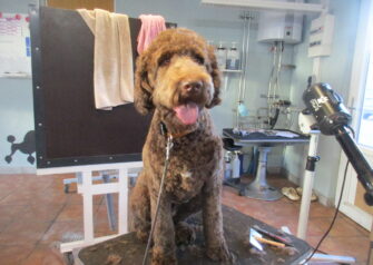 Hundesalon alt for hunden - Din hundesalon i Aalborg