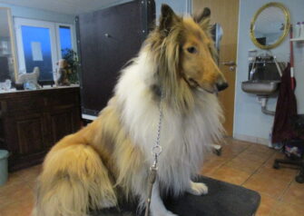 Hundesalon alt for hunden - Din hundesalon i Aalborg