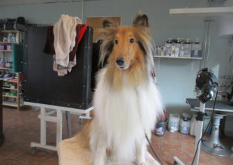 Hundesalon alt for hunden - Din hundesalon i Aalborg