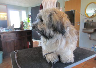 Hundesalon alt for hunden - Din hundesalon i Aalborg