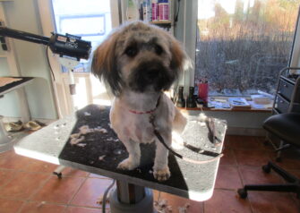 Hundesalon alt for hunden - Din hundesalon i Aalborg