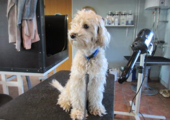 Hundesalon alt for hunden - Din hundesalon i Aalborg