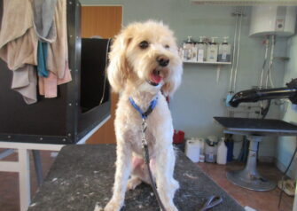 Hundesalon alt for hunden - Din hundesalon i Aalborg