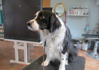 Hundesalon alt for hunden - Din hundesalon i Aalborg