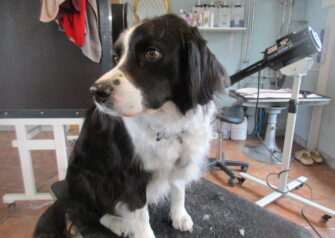 Hundesalon alt for hunden - Din hundesalon i Aalborg