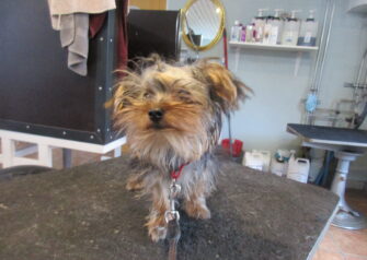 Hundesalon alt for hunden - Din hundesalon i Aalborg