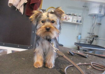 Hundesalon alt for hunden - Din hundesalon i Aalborg