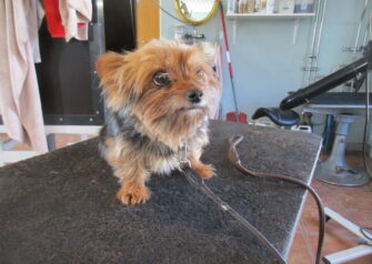 Hundesalon alt for hunden - Din hundesalon i Aalborg