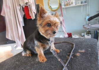 Hundesalon alt for hunden - Din hundesalon i Aalborg