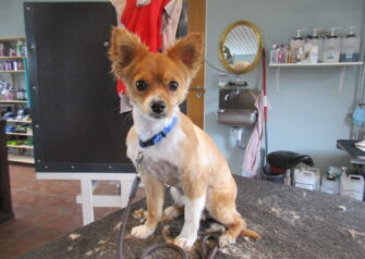 Hundesalon alt for hunden - Din hundesalon i Aalborg