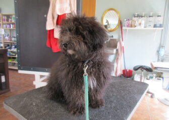 Hundesalon alt for hunden - Din hundesalon i Aalborg