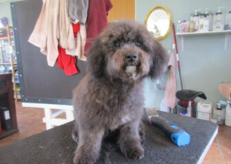 Hundesalon alt for hunden - Din hundesalon i Aalborg