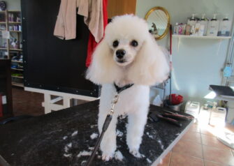 Hundesalon alt for hunden - Din hundesalon i Aalborg