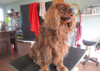 Hundesalon alt for hunden - Din hundesalon i Aalborg