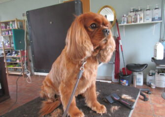 Hundesalon alt for hunden - Din hundesalon i Aalborg