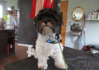 Hundesalon alt for hunden - Din hundesalon i Aalborg