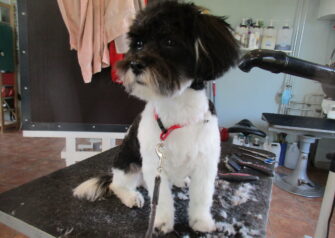 Hundesalon alt for hunden - Din hundesalon i Aalborg