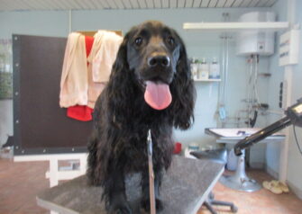 Hundesalon alt for hunden - Din hundesalon i Aalborg