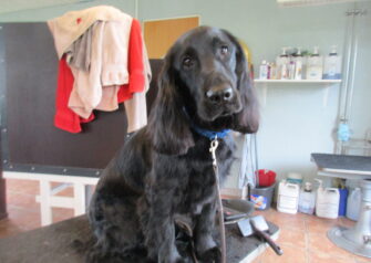 Hundesalon alt for hunden - Din hundesalon i Aalborg